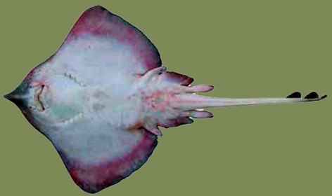 Leucoraja fullonica_001.jpg